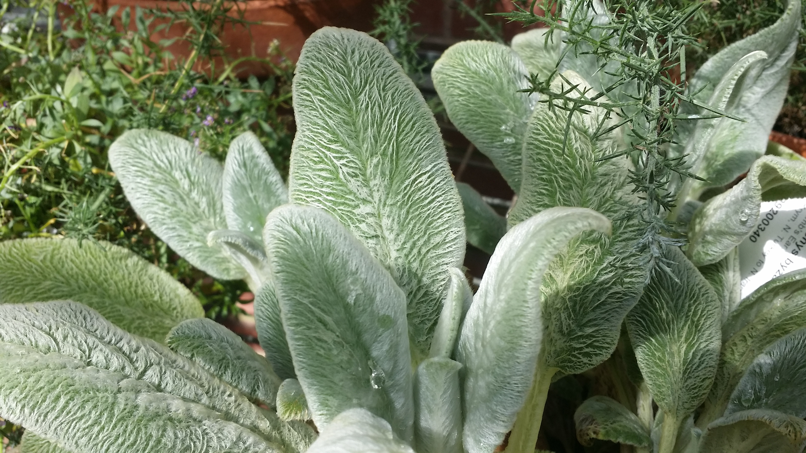 Stachys byzantina