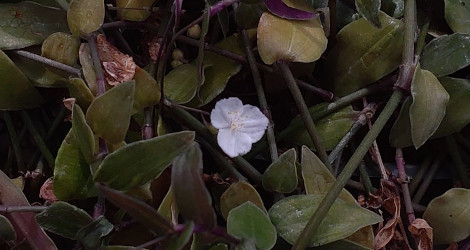 Tripogandra multiflora