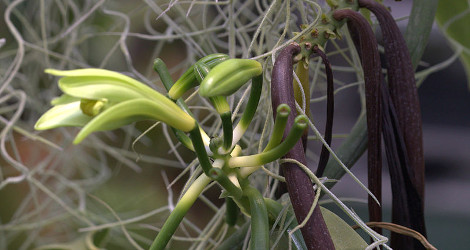 Vanilla planifolia blooming this week