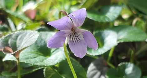Viola labradorica blooming this week