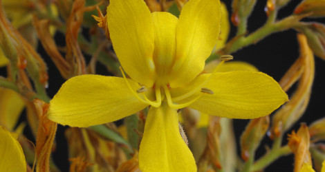 Wachendorfia thyrsiflora blooming this week